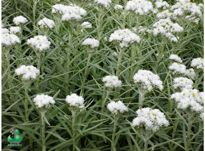 Anaphalis margaritacea